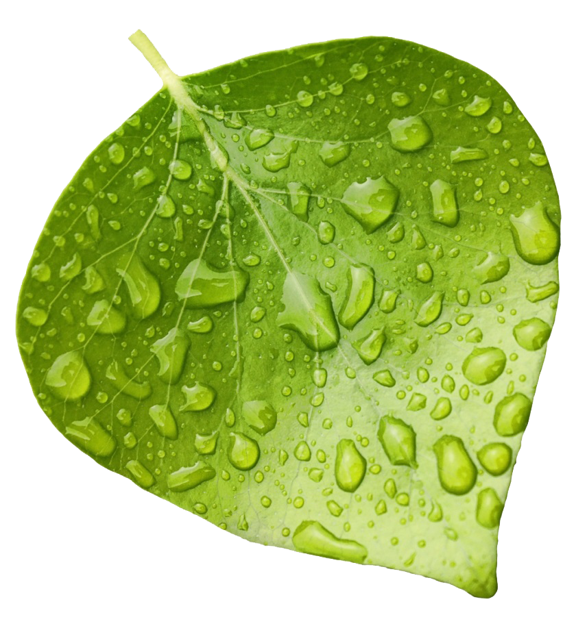 Leaf Image