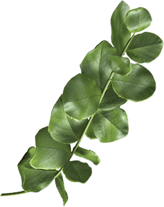 Leaf Image