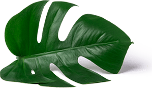 Leaf Image